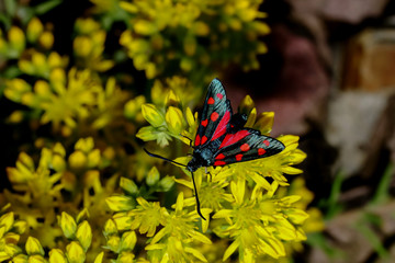 Schmetterling Veränderliches Widderchen, Zygaena ephialtes