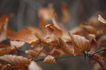 Herbst Blätter am Baum, an Ästen und auf dem Boden