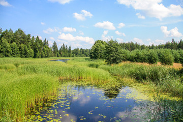 The wide flood plain of reeds, the river rushes to the woods