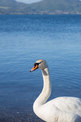 Obraz premium Bird on the shore of Lake Bracciano