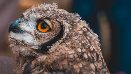 Cute owl portrait