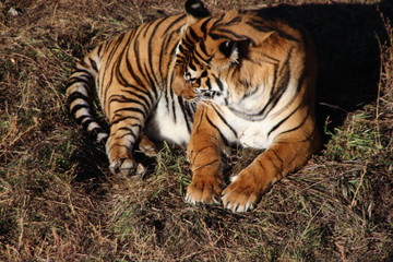 tiger
