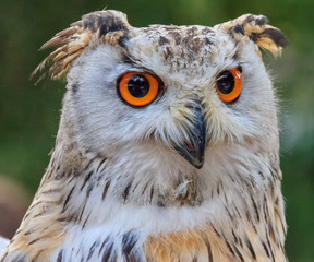 Cute owl portrait