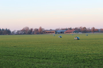 Fototapeta na wymiar Silage bales in the field
