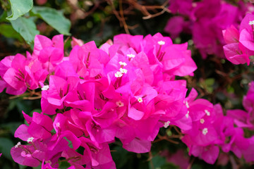 Bush with bright pink flowers