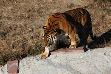 tiger in zoo