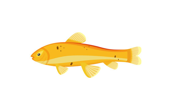 Red Zebra Mbuna Yellow Fish Vector Illustration