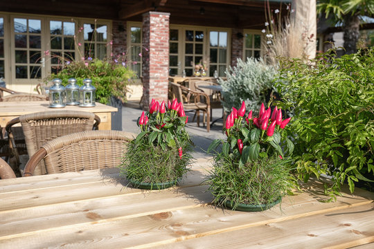 The tables decorated with red pepper plants and candleholders on the outside terrace of the restaurant in the park