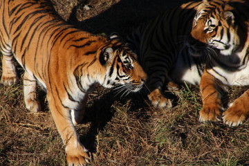 tiger in the zoo