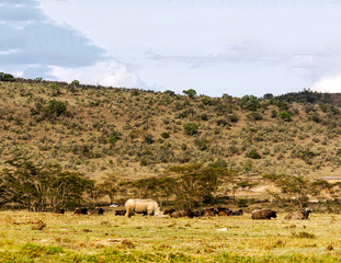 Rhinoceroses in the jungle of Kenya under a cloudy sky