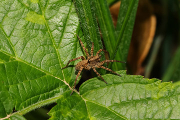 Braune Wolfspinne, Pardosa ementata