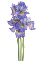 iris flower isolated