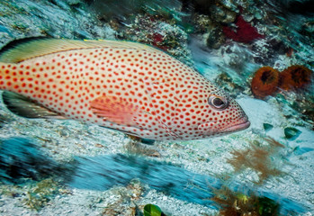Fototapeta premium Maldives. Handsome red hind grouper/Maldives. Handsome red hind grouper among the corals of the shelf.