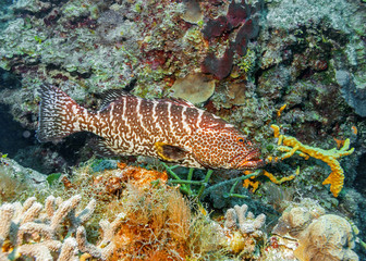 Maldives. Tiger grouper/Maldives. Tiger grouper among corals of the coastal shelf.