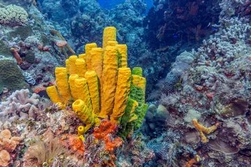 Crédence de cuisine Sous-marin Maldives. The freakish coral reefs of the shelf/Maldives. The freakish coral reefs of the shelf amaze with their colorful and abundance of exotic fish.  © seregayu