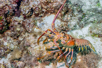 Maldives. Caribbean lobster/Maldives. Caribbean lobster panulirus argus among the coral reef...