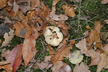 Mushrooms under the foliage