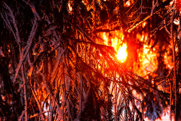 flowing red in the morning sun in the woods