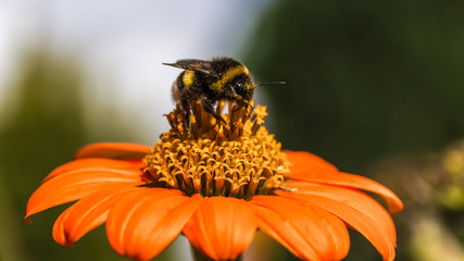 Macro of bumblebee on flower