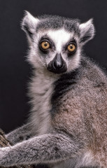 ring tailed lemur