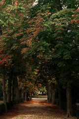 Naklejka premium Autumn atmosphere in the Park