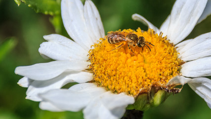 Macro of bee on flower