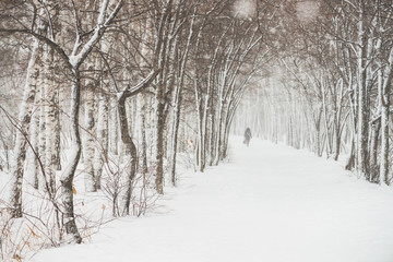 Fototapeta premium Snowy tunnel among tree branches in parkland close up. Snowy white background with alley in grove. Path among winter trees with hoarfrost during snowfall. Fall of snow. Atmospheric winter landscape.