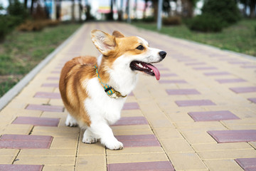 Cute and active purebred Welsh Corgi dog, joyfully outdoors in the park on a sunny summer day.