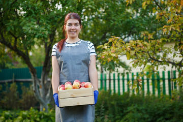 Image of young woman gardener with harvest of apples in wooden box in garden