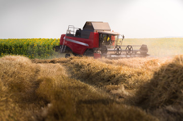 Fototapeta premium Harvesting of wheat field with combine