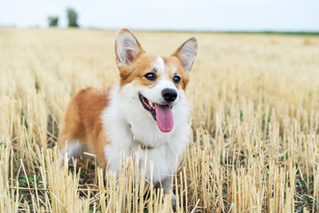 Cute and active purebred Welsh Corgi dog, smiles with tongue, outdoors in the grass on a sunny autumn day.