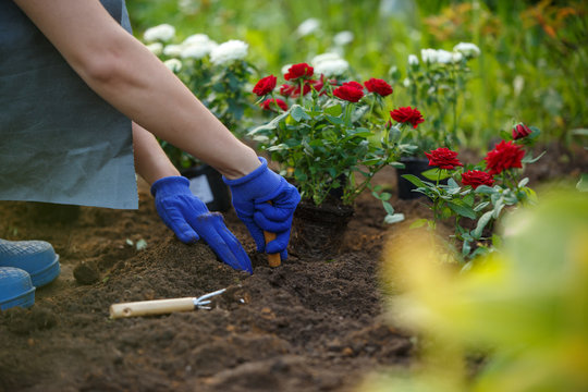 Image of hands of agronomist planting red roses in garden