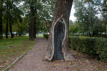 Old tree in the park