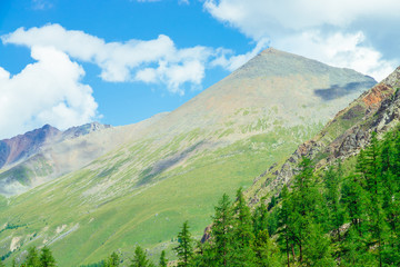 Giant mountain in pyramid shape. Conifer forest in valley. Huge rocky ridge in sunlight. Wonderful mountains in sunny day. Rich vegetation of highlands. Vivid muntainous landscape of vivid nature.