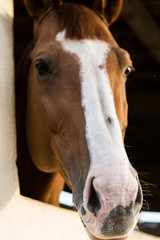 portrait of cow