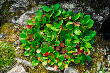 Green and red leaves of bergenia crassifolia close up. Amazing plant grows on rock with copy space. Rich vegetation of highlands. Mountain flora. Detailed natural background. Wonderful nature.