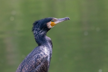 cormoran