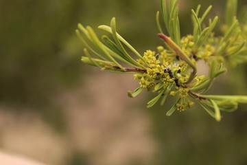 Euphorbia cyparissias plant