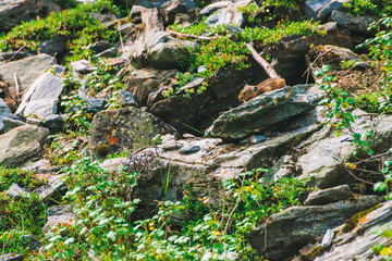 Pika rodent on cliff among rich plants of highlands. Small curious animal on rock. Little fluffy cute mammal on background of greenery.