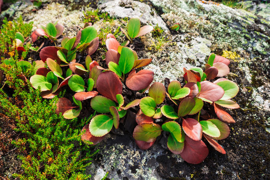Green and red leaves of bergenia crassifolia close up. Amazing plant grows on rock with copy space. Rich vegetation of highlands. Mountain flora. Detailed natural background. Wonderful nature.
