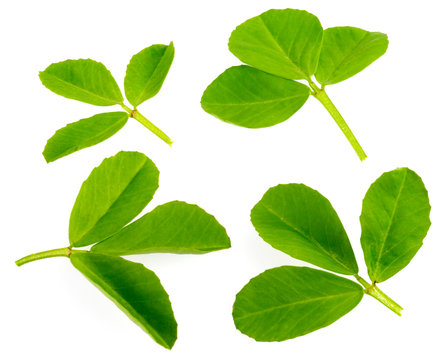 FRESH FENUGREEK LEAVES CUT OUT