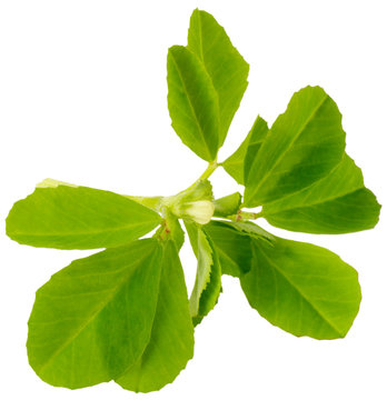 FRESH FENUGREEK LEAVES CUT OUT