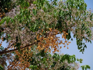 Loquat shrub blossoms on a sunny day