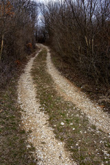 Dirt road leading through the forest