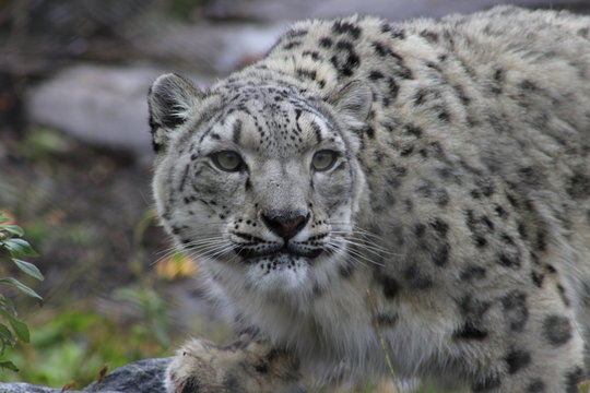 Profile Portrait of a Snow Leopard in a Snow Storm Against a Mottled Gray Background
