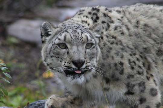 Profile Portrait of a Snow Leopard in a Snow Storm Against a Mottled Gray Background