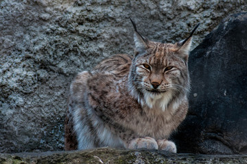 Fototapeta premium Piękna drzemka Linx