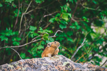 Naklejka na ściany i meble Pika rodent on cliff among rich plants of highlands. Small curious animal on rock. Little fluffy cute mammal on background of greenery.
