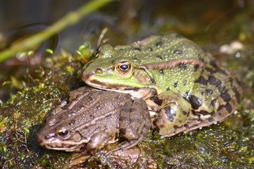 Grüner Frosch und brauner Frosch wärmen sich gemeinsam in der Abendsonne am Rand ihres Teiches
