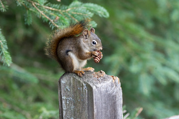 Red squirrel, Sciurus vulgaris, sitting on a tree trunk eating a nut